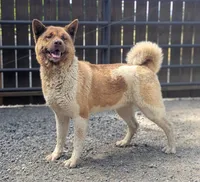 Chocolate Female Teal 🩵, a female Akita for sale in Grants Pass, OR – 3 of 4