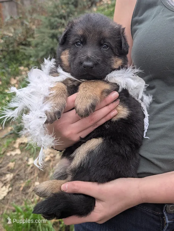 AKC/ OFA White 🤍 F