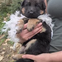 AKC/ OFA White 🤍 F, a female German Shepherd Dog for sale in Grants Pass, OR – Photo 1 of 5
