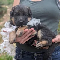 AKC/ OFA White 🤍 F, a female German Shepherd Dog for sale in Grants Pass, OR – Photo 3 of 5