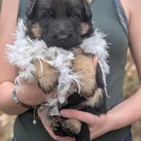 AKC/ OFA White 🤍 F, a female German Shepherd Dog for sale in Grants Pass, OR – Photo 2 of 5