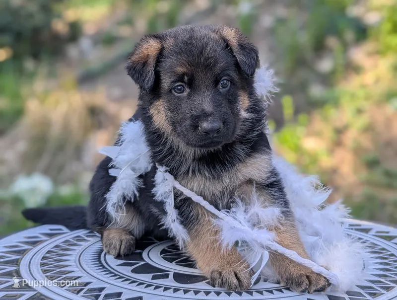 AKC/ OFA White 🤍 F – German Shepherd Dog puppy for sale in Grants Pass, OR