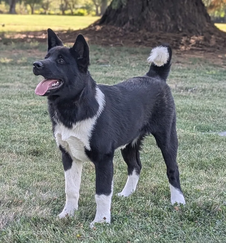 Great pup, great price  – Akita puppy for sale in Grants Pass, OR