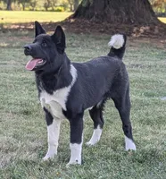 Great pup, great price , a female Akita for sale in Grants Pass, OR – 1 of 10