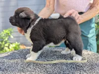 Embark tested parents , a female Akita for sale in Grants Pass, OR – 2 of 5