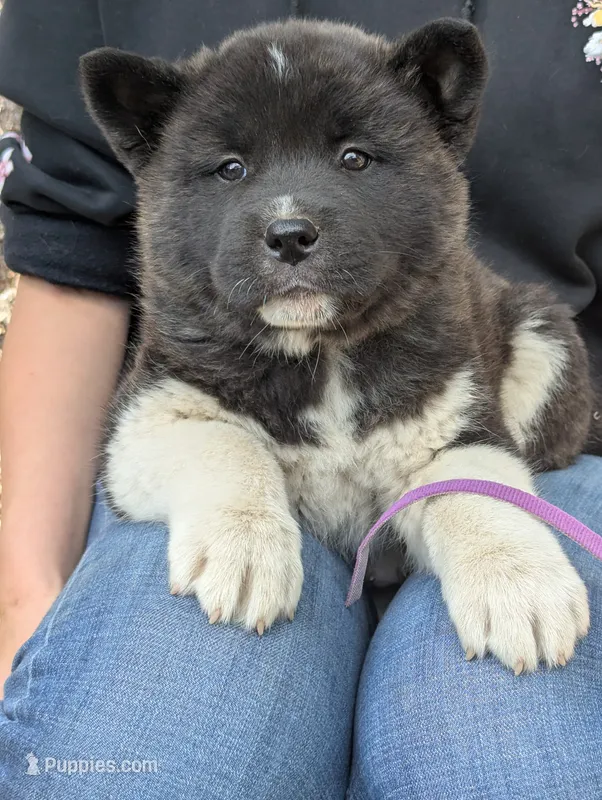 Embark tested parents  – Akita puppy for sale in Grants Pass, OR