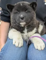 Embark tested parents , a female Akita for sale in Grants Pass, OR – 4 of 9