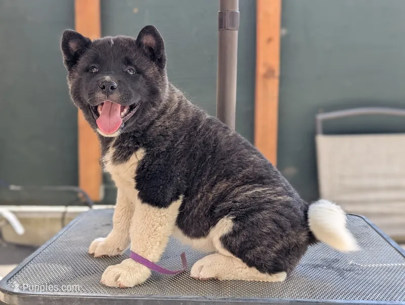 Embark tested parents  – Akita puppy for sale in Grants Pass, OR