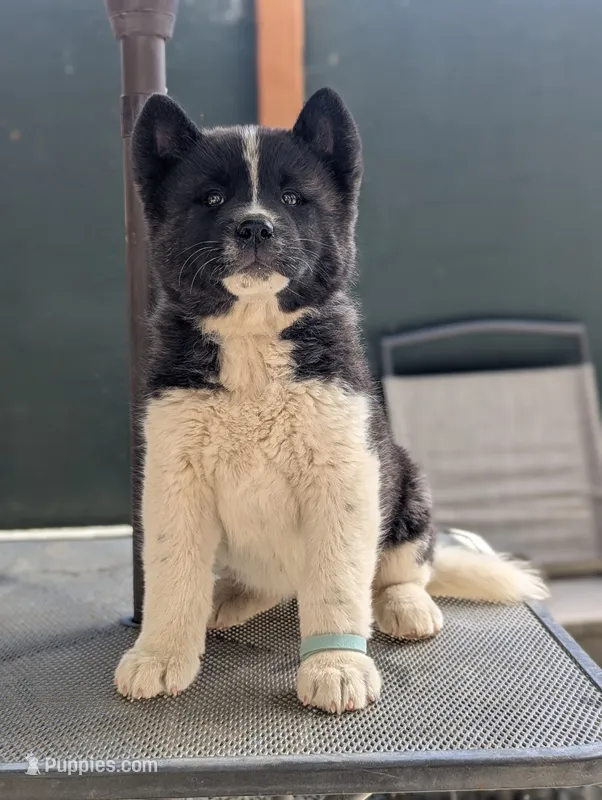 Embark tested parents  – Akita puppy for sale in Grants Pass, OR