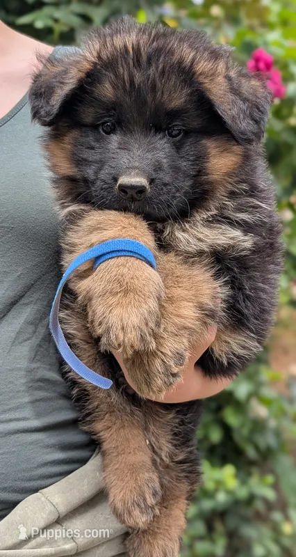 AKC/OFA/DM clear  – German Shepherd Dog puppy for sale in Grants Pass, OR
