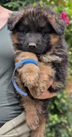 AKC/OFA/DM clear , a male German Shepherd Dog for sale in Grants Pass, OR – 1 of 4