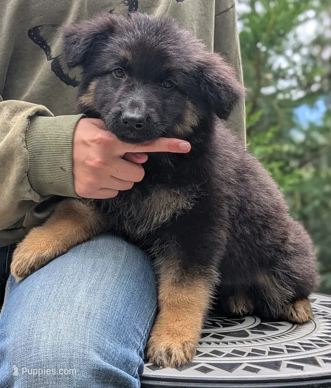 AKC/ OFA/ DM clear – German Shepherd Dog puppy for sale in Grants Pass, OR