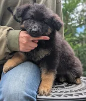 AKC/ OFA/ DM clear, a female German Shepherd Dog for sale in Grants Pass, OR – 1 of 8