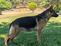 AKC/OFA/DM clear , a male German Shepherd Dog for sale in Grants Pass, OR – 3 of 4