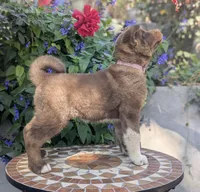 Chocolate pink F, a female Akita for sale in Grants Pass, OR – 8 of 9