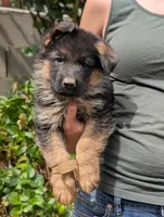 AKC/OFA/DM clear , a male German Shepherd Dog for sale in Grants Pass, OR – 2 of 4