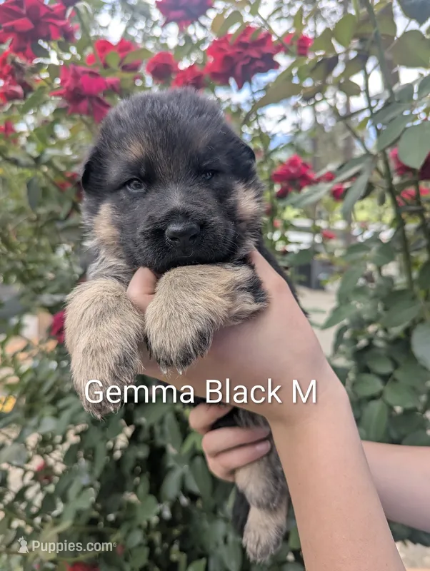 Gemma Male Black 🖤 – German Shepherd Dog puppy for sale in Grants Pass, OR