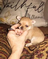 Sophia's fawn sable girl, a female Chihuahua for sale in Sebring, OH – Photo 1 of 8