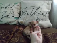 Sophia's fawn sable girl, a female Chihuahua for sale in Sebring, OH – Photo 2 of 8