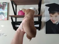 Sophia's fawn sable girl, a female Chihuahua for sale in Sebring, OH – Photo 8 of 8