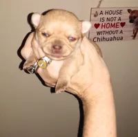 Sophia's fawn sable girl, a female Chihuahua for sale in Sebring, OH – Photo 3 of 8