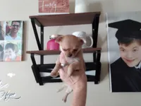 Sophia's fawn sable girl, a female Chihuahua for sale in Sebring, OH – Photo 7 of 8