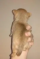 Sophia's fawn sable girl, a female Chihuahua for sale in Sebring, OH – Photo 6 of 8