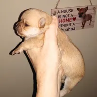 Sophia's fawn sable girl, a female Chihuahua for sale in Sebring, OH – Photo 5 of 8