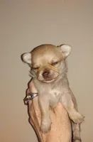 Sophia's fawn sable girl, a female Chihuahua for sale in Sebring, OH – Photo 4 of 8