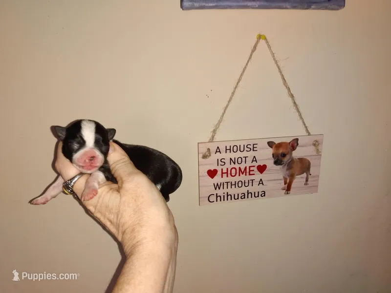 Sophia's BOY, a male Chihuahua for sale in Sebring, OH – Photo 1 of 7