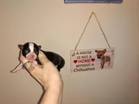 Sophia's BOY, a male Chihuahua for sale in Sebring, OH – Photo 1 of 7