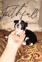 Sophia's BOY, a male Chihuahua for sale in Sebring, OH – Photo 7 of 7