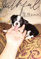 Sophia's BOY, a male Chihuahua for sale in Sebring, OH – Photo 6 of 7