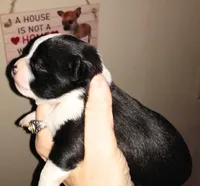 Sophia's BOY, a male Chihuahua for sale in Sebring, OH – Photo 2 of 7