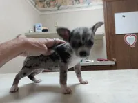 Blue black merle girl, a female Chihuahua for sale in Sebring, OH – Photo 2 of 3