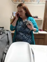 Blue black merle girl, a female Chihuahua for sale in Sebring, OH – Photo 3 of 3