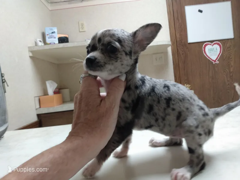 Blue black merle girl