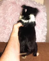 Gracie's son3, a male Chihuahua for sale in Sebring, OH – Photo 6 of 7