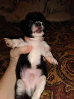 Gracie's son3, a male Chihuahua for sale in Sebring, OH – Photo 5 of 7