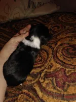 Gracie's son3, a male Chihuahua for sale in Sebring, OH – Photo 4 of 7