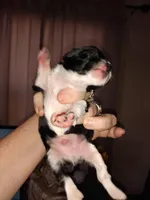 Gracie's son3, a male Chihuahua for sale in Sebring, OH – Photo 3 of 7