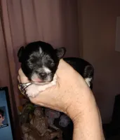 Gracie's son3, a male Chihuahua for sale in Sebring, OH – Photo 2 of 7