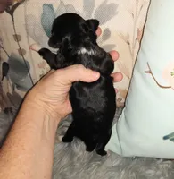 Dottie, a female Chihuahua for sale in Sebring, OH – Photo 6 of 6