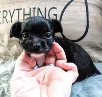 Dottie, a female Chihuahua for sale in Sebring, OH – Photo 2 of 6