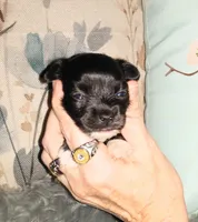 Dottie, a female Chihuahua for sale in Sebring, OH – Photo 4 of 6