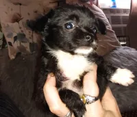 Dottie, a female Chihuahua for sale in Sebring, OH – Photo 1 of 6