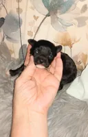 Dottie, a female Chihuahua for sale in Sebring, OH – Photo 5 of 6