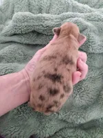 Wilma G1, a female Chihuahua for sale in Sebring, OH – Photo 3 of 4