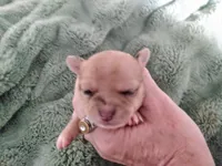 Wilma G1, a female Chihuahua for sale in Sebring, OH – Photo 1 of 4