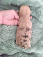 Wilma G1, a female Chihuahua for sale in Sebring, OH – Photo 4 of 4